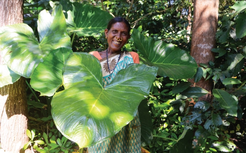 desi superfood leaves