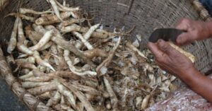 Why Grandmas Call Arrowroot the Go-To Superfood For DIgestion, Weight Loss & More