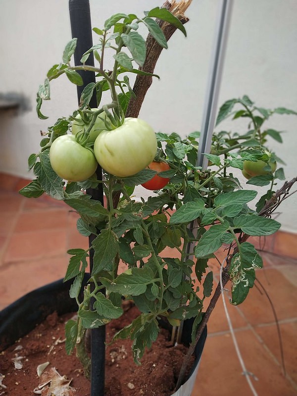  Prix de la Tomate