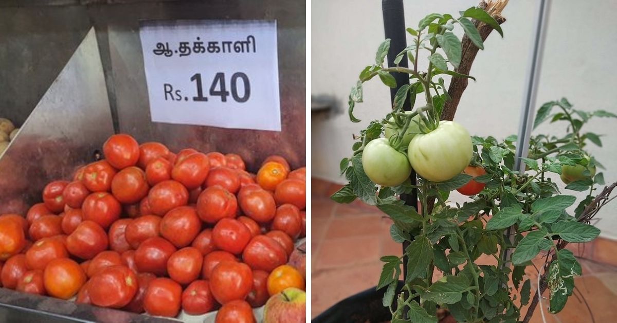 How to Grow Tomatoes at Home & the Story of India’s ‘Wilayati Baingan’