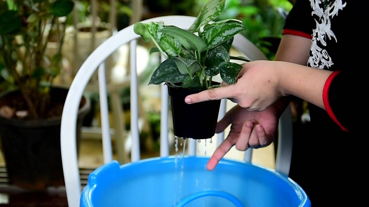 How to Water Plants When You Are on Vacation? Gardening Tips From Expert
