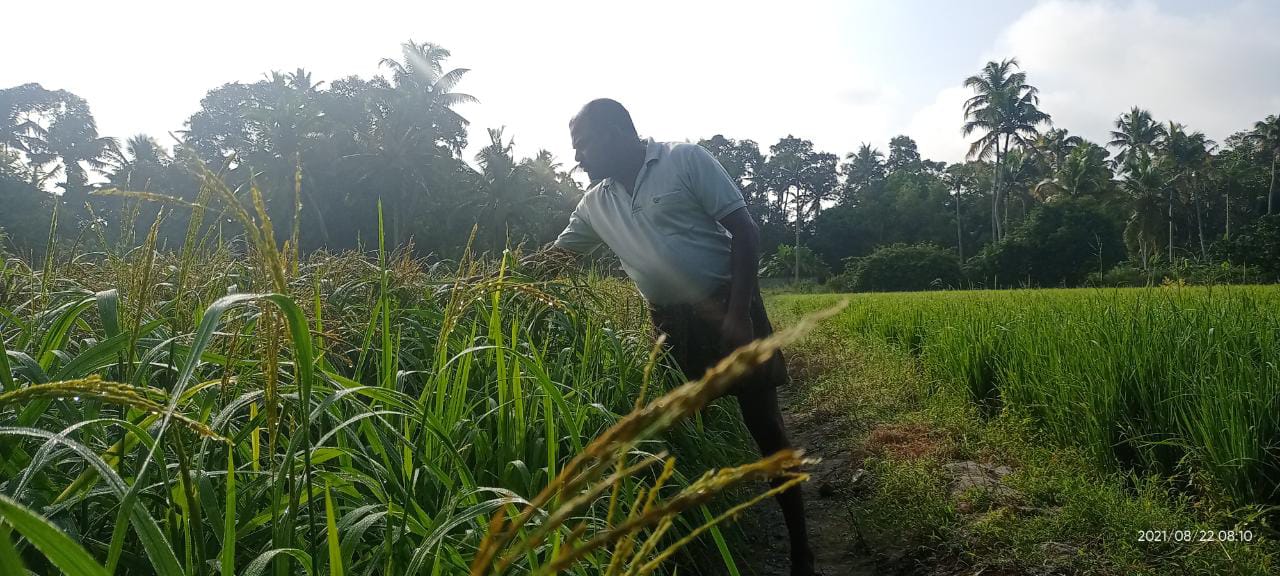 Dayatmaji near his field of Rakthakali rice at Muhamma in Alappuzha, Kerala