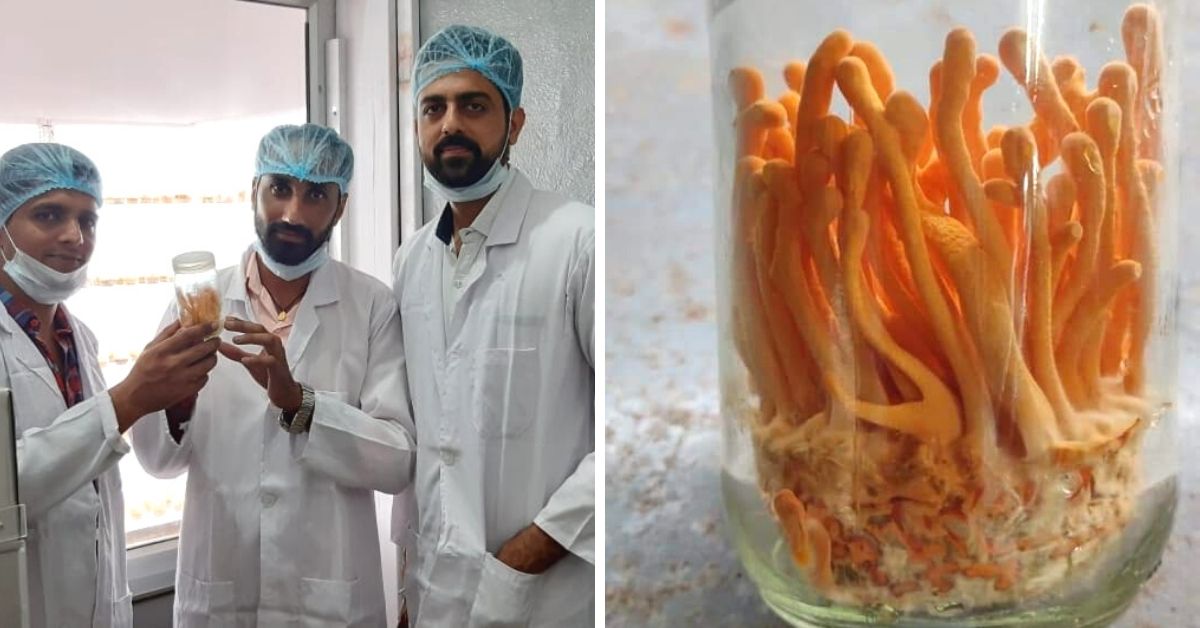 Failing to Crack Exams Like UPSC, Friends Start ‘Super Mushrooms’ Biz, Now Earn in Lakhs