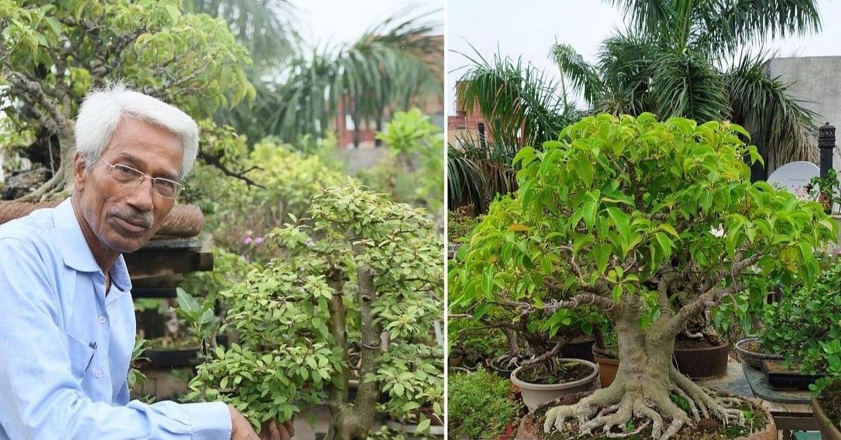 How to Grow a Bonsai Garden: This Banker Has 550 Trees on His Terrace!