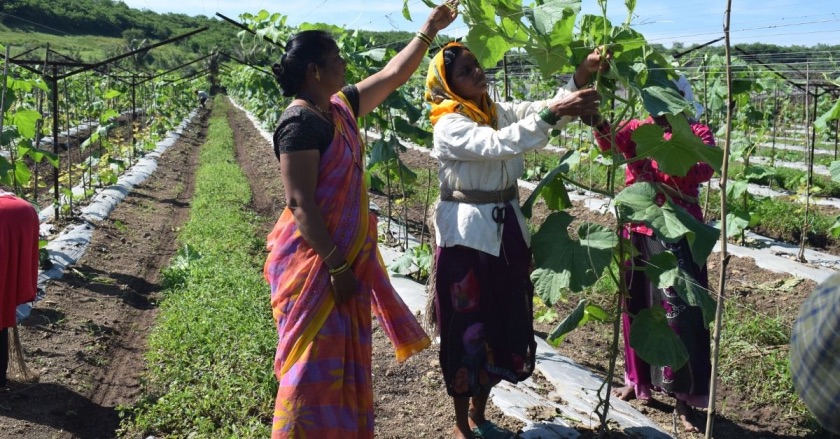 sahyadri farms farmer success story 
