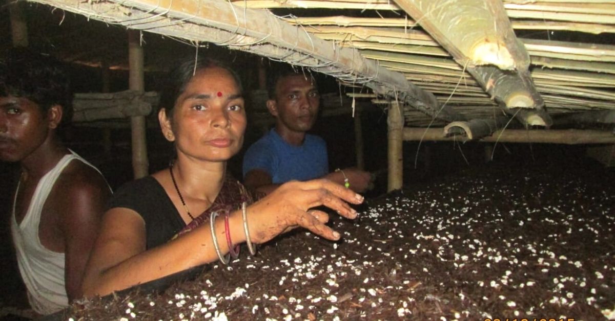 mushroom farming organic pushpa jha