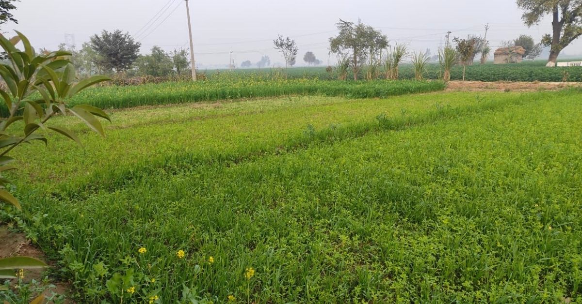NRI Quits Job & Returns To India To Start Organic Farming; Earns Rs 12 Lakh/Year