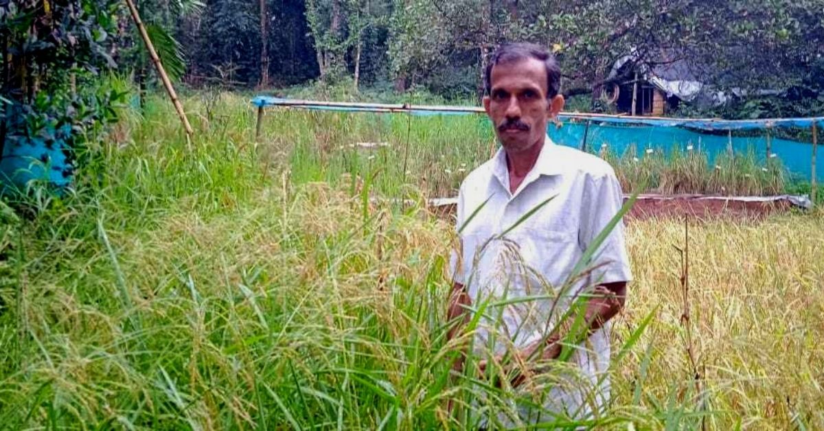 Kerala Farmer Sources Seeds From India & Japan to Grow 650 Varieties of Paddy