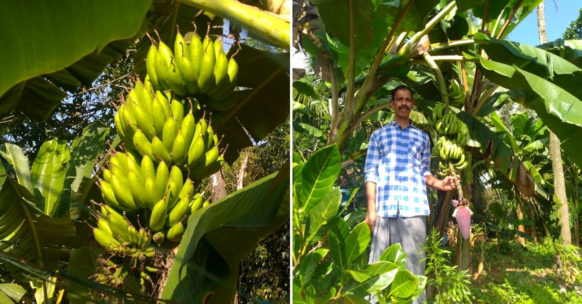 Farmer MK Nishanth from Wayanad grows over 170 plantain varieties in his two acres