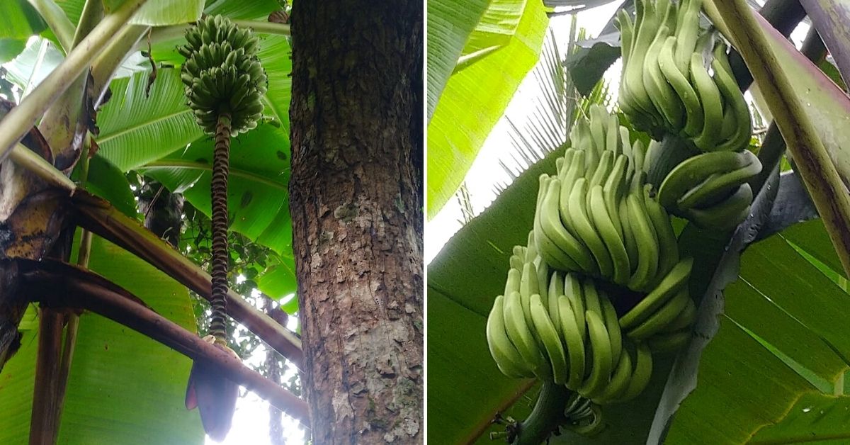 Varieties of plantain at MK Nishanth's farm in Wayanad