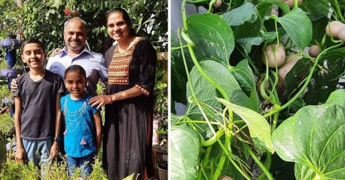 Subhash Surti and his family’s home boasts of over 400 organic plant varieties such as seasonal vegetables, fruits, medicinal plants and more. But the most unique part of this garden is a special potato that grows in vines rather than underground. Here’s how.