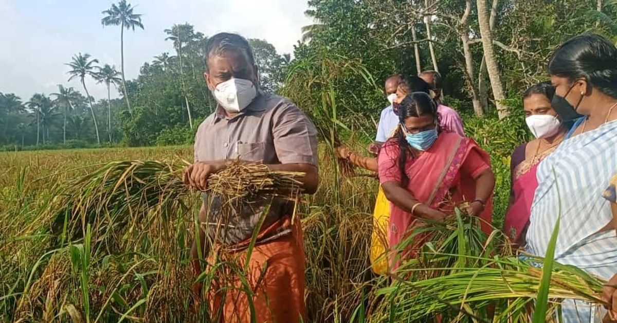 Menteri Pertanian Kerala P. Prasad meresmikan panen di sawah Rakthashali Banupriya 