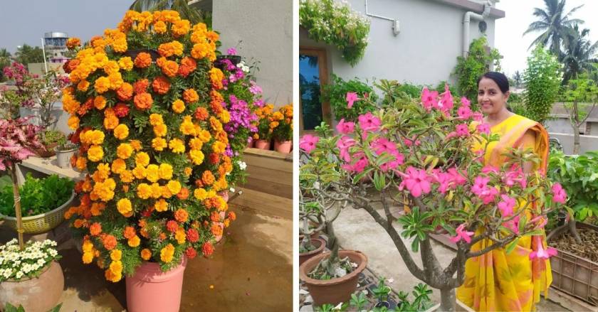 Marigold and bougenvila on the terrace garden. 