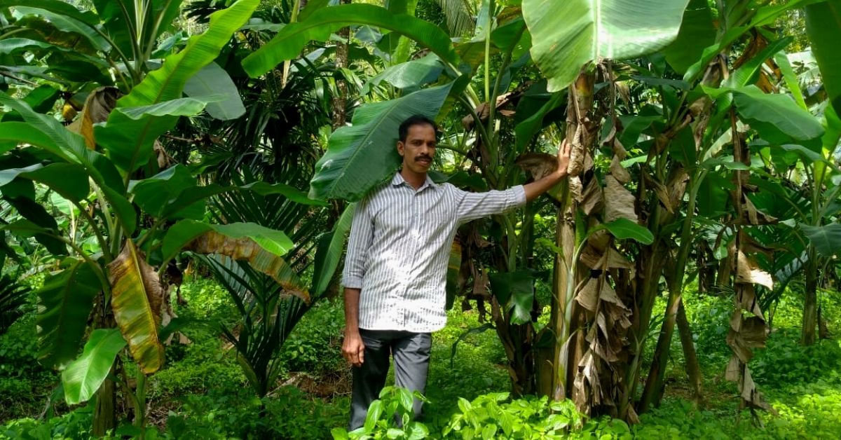 Petani MK Nishanth dari Wayanad menanam lebih dari 170 varietas pisang raja di dua hektarnya