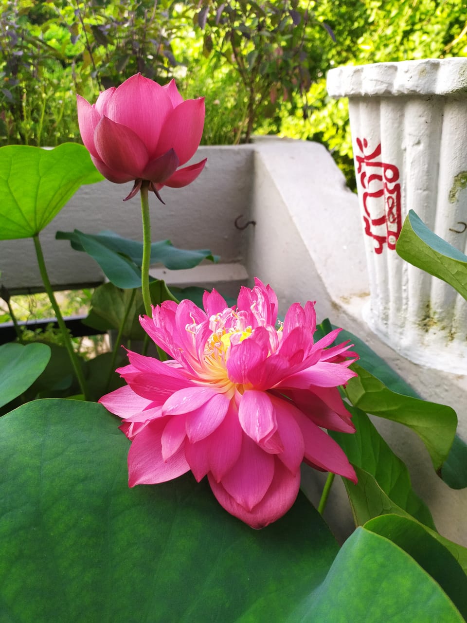 A beautiful pink lotus blooming on Jayanti Sahu's terrace garden 