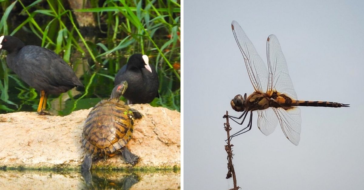 Dhruvansh lake wetland conservation