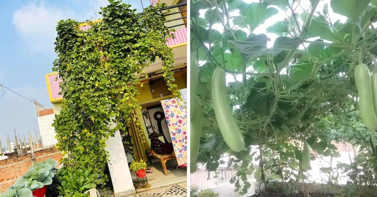 organic terrace gardening