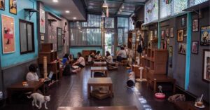 cat cafe studio recues strays