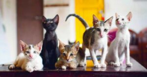 cat cafe studio rescues strays