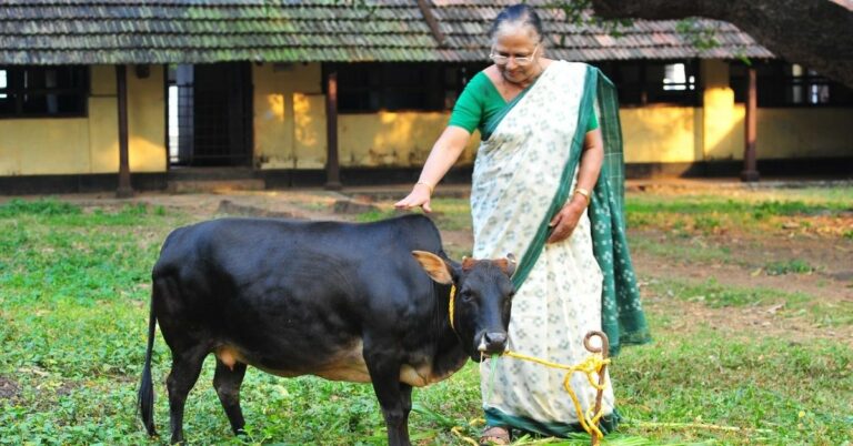 Working For 30 Years, Prof Revives Vechur Cattle Breed From Brink Of ...