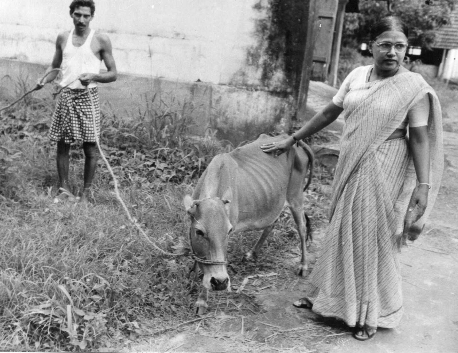 Dr Sosamma Iype during her search for vechur cows