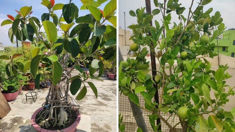 Fruit trees at Anil Paul's terrace