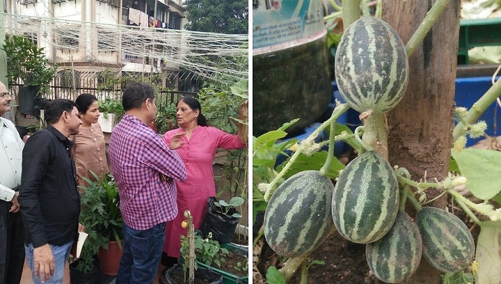 After Brain Stroke, 67-YO Retd Professor Finds Peace Growing 600+ Plants at Home