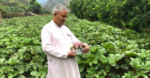 Discover the Padma Shri Hero who sparked Uttarakhand's Pomegranate Revolution