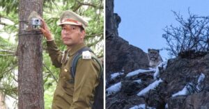 Determined Forest Officer Inspires Lahaul's Villages to Protect Snow Leopards