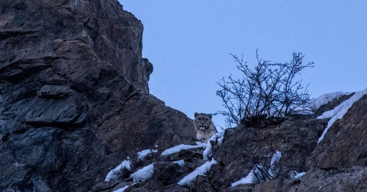 snow leopard conservation