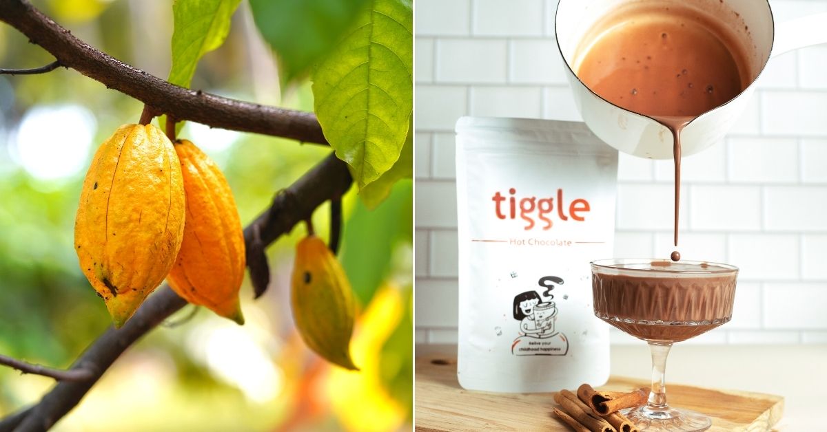 From Farm to Cup: Tiggle Hot Chocolate