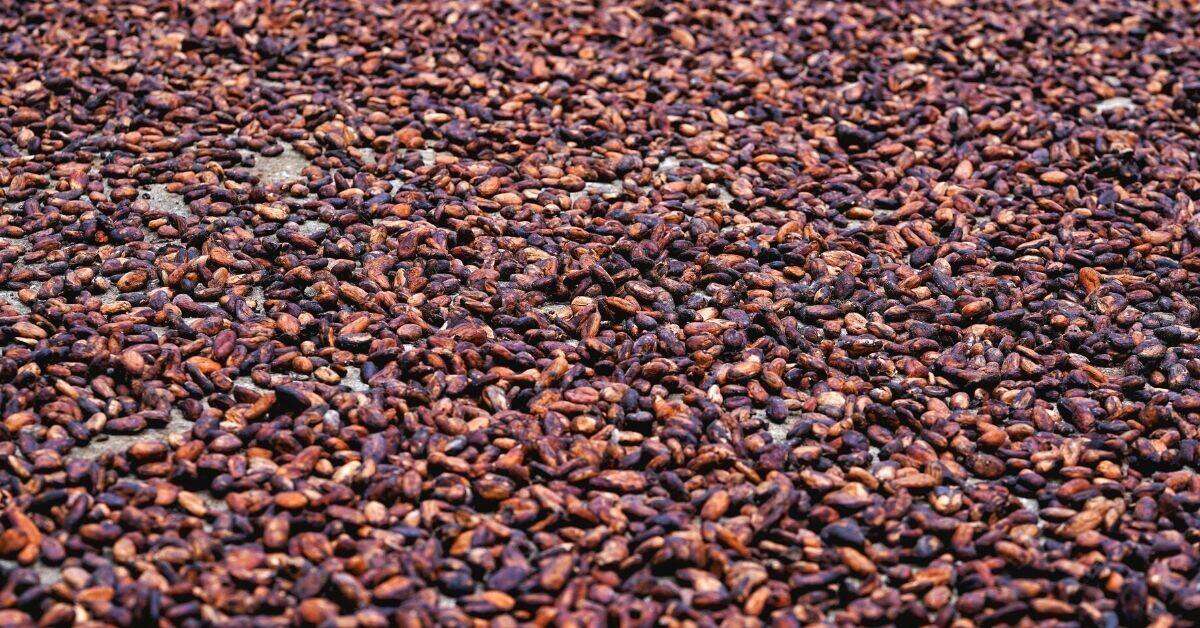 Cocoa beans for hot chocolate