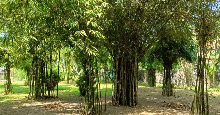 Bamboo garden at Chavara Darsan CMI Public School 