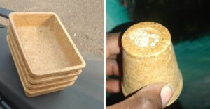 College Dropout Makes 100% Biodegradable Containers That Cattle Can Eat