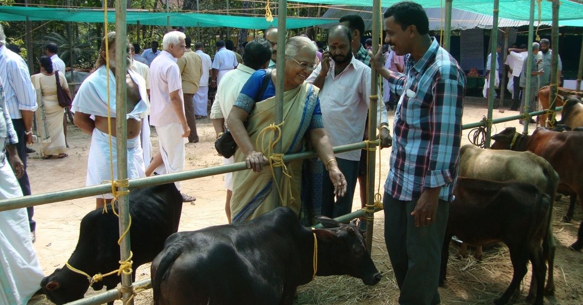 Dr Sosamma Iype dengan sapi vechur