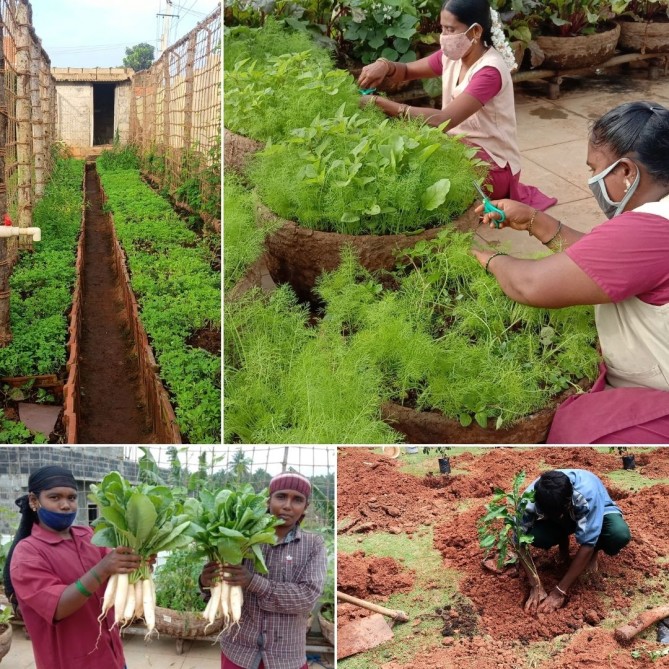 Organic farm at Vishwa Vidyapeeth school in Bengaluru