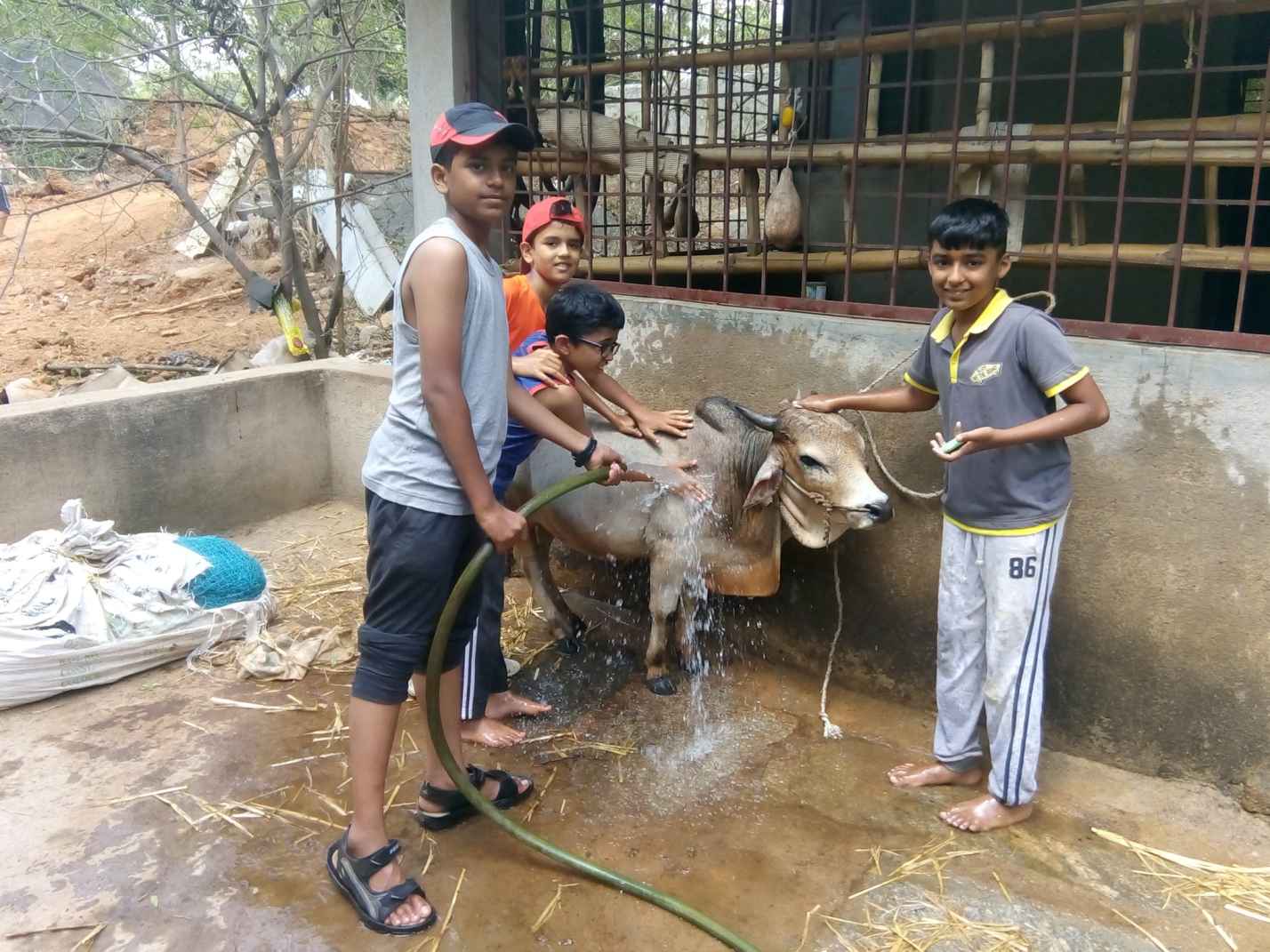 Kids helping bathe a cow at the farmstay