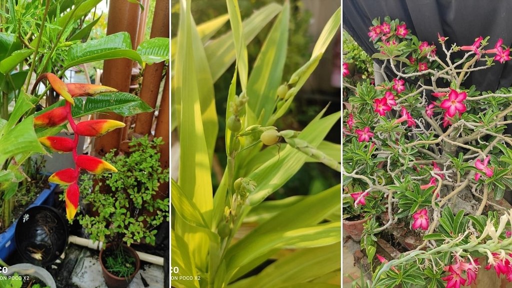 Bird Of Paradise, VaijayantImala and Adenium at Anil Paul's terrace garden