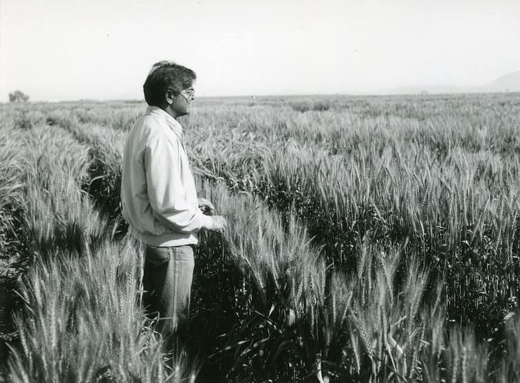 Dr Sanjaya Rajaram developed 480 varieties of wheat