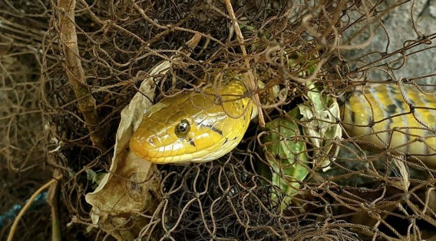 snake rescue