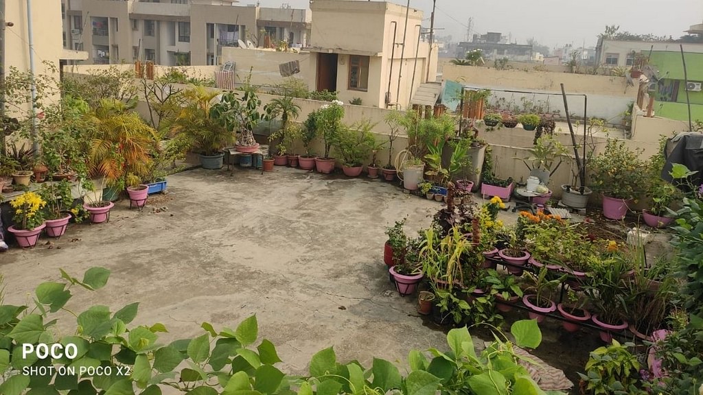 Anil Paul's terrace garden in Patna