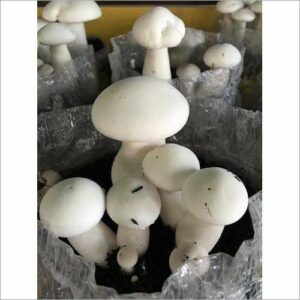 Best DIY Mushroom Grow-Kits for Your Garden & 5 Expert Tips to Get you Started Today