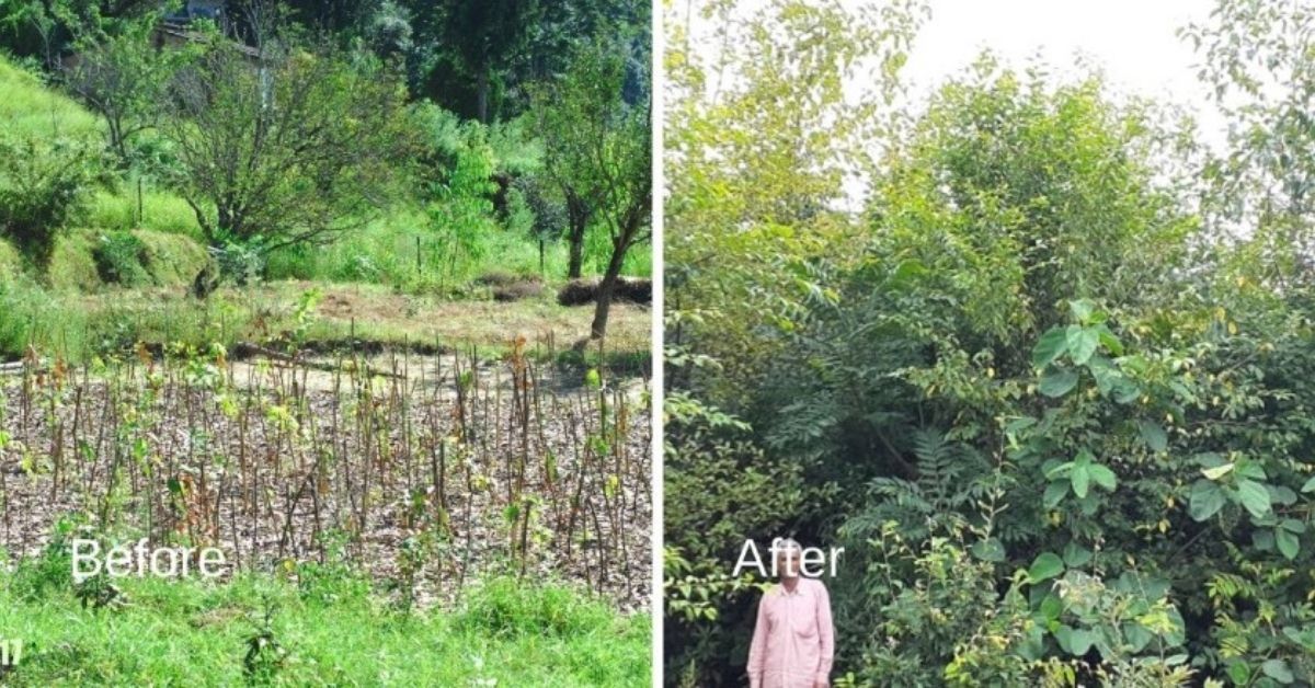 Lawyer Creates Forests With 8 Lakh Trees, Cuts Carbon Emission by 440000 Tonnes
