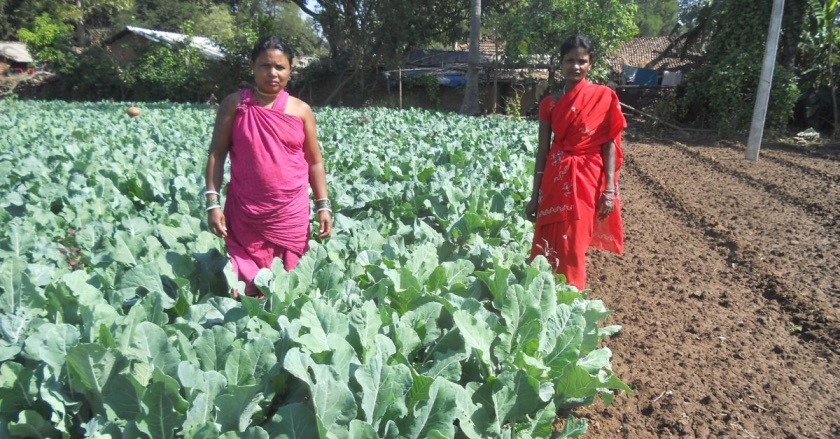 Engineer Quits Job, Helps 6000 Tribal Farmers Double Their Income