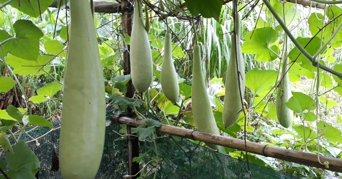 ward winning organic farm