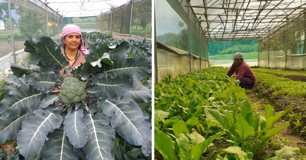 Sikkim Farmer Turns Life Around With Organic Cultivation, Income Increases Threefold