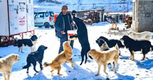 400 Dogs Fed Every Day: Behind One Farm’s Mission To Protect The Strays Of Spiti
