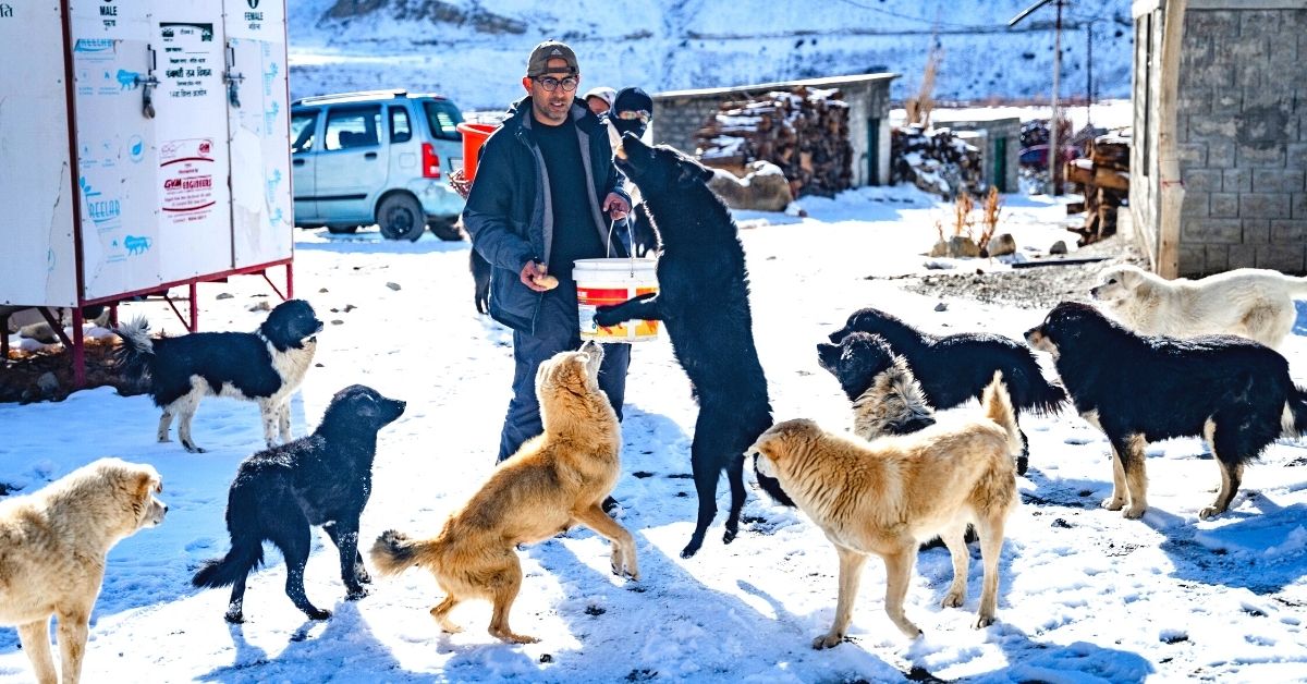 400 Dogs Fed Every Day: Behind One Farm’s Mission To Protect The Strays Of Spiti