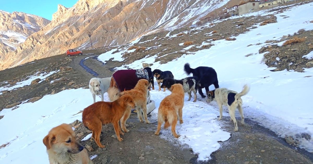 Taking ownership of feeding dogs