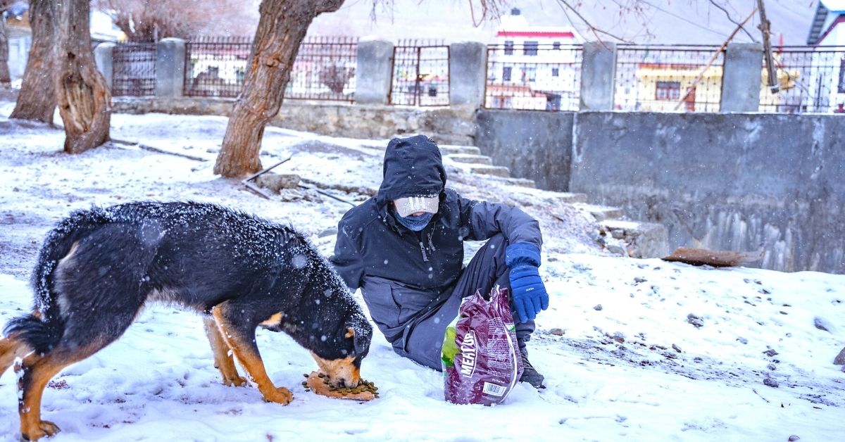 Feeding the Dogs of Spiti Valley 